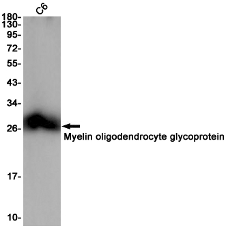 Western blot detection of Myelin oligodendrocyte glycoprotein in C6 cell lysates using Myelin oligodendrocyte glycoprotein Rabbit pAb(1:1000 diluted).Predicted band size:28KDa.Observed band size:28KDa.