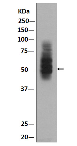 Western blot analysis of GLUT1 expression in HepG2 lysate.