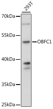 Western blot - OBFC1 Polyclonal Antibody 