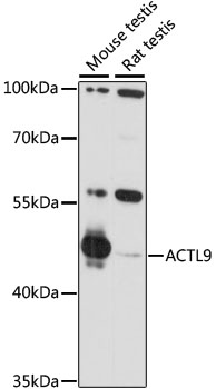 Western blot - ACTL9 Polyclonal Antibody 