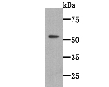 Fig1: Western blot analysis of WSCD2 on WSCD2 recombinant protein lysate using anti-WSCD2 antibody at 1/2000 dilution.