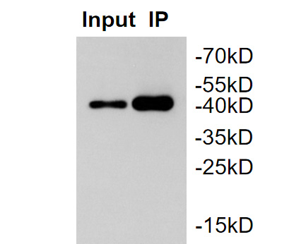 Fig2:; MBP tag was immunoprecipitated in 2µg MBP Tag fusion protein lysate with 176511# at 2 µg/20 µl agarose. Western blot was performed from the immunoprecipitate using 176511# at 1/1,000 dilution. Anti-Rabbit IgG - HRP Secondary Antibody (HA1001) at 1:50,000 dilution was used for 60 mins at room temperature.; Lane 1: MBP Tag fusion protein lysate (input).; Lane 2: 176511# IP in MBP Tag fusion protein lysate.; Blocking/Dilution buffer: 5% NFDM/TBST