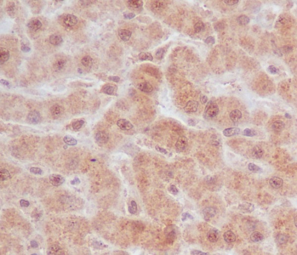 Immunohistochemical analysis of paraffin-embedded human liver, using Caspase-9 Antibody.