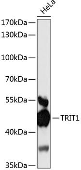 Western blot - TRIT1 Polyclonal Antibody 