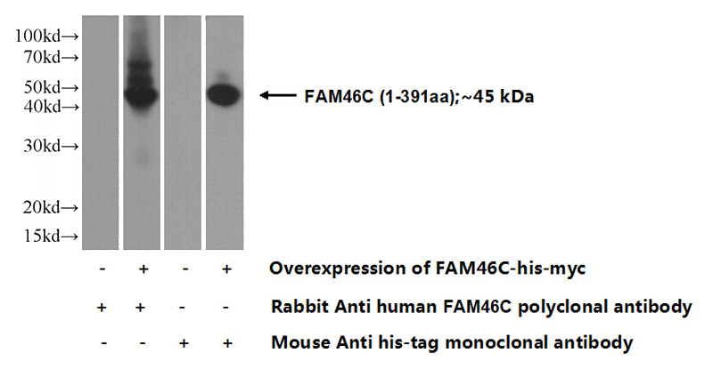 Transfected HEK-293 cells were subjected to SDS PAGE followed by western blot with Catalog No:110590(FAM46C Antibody) at dilution of 1:500