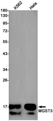 Western blot detection of MGST3 in K562,Hela cell lysates using MGST3 Rabbit pAb(1:1000 diluted).Predicted band size:17kDa.Observed band size:17kDa.