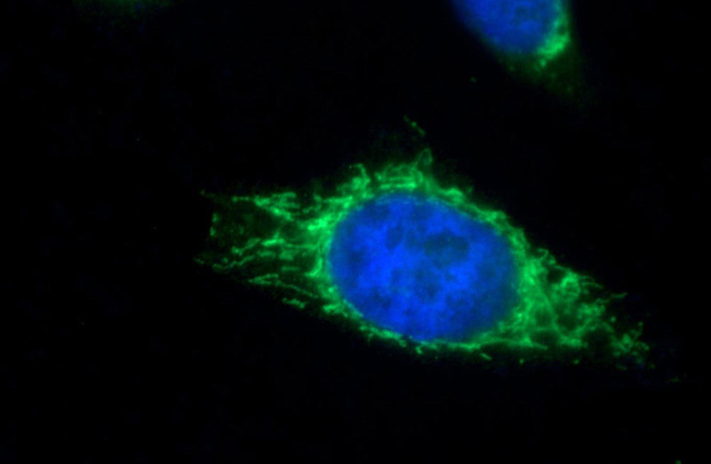 Immunofluorescent analysis of HepG2 cells using Catalog No:114028(PMPCB Antibody) at dilution of 1:25 and Alexa Fluor 488-congugated AffiniPure Goat Anti-Rabbit IgG(H+L)