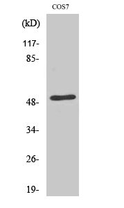 Fig1:; Western Blot analysis of various cells using ETAR Polyclonal Antibody cells nucleus extracted by Minute TM Cytoplasmic and Nuclear Fractionation kit (SC-003,Inventbiotech,MN,USA).
