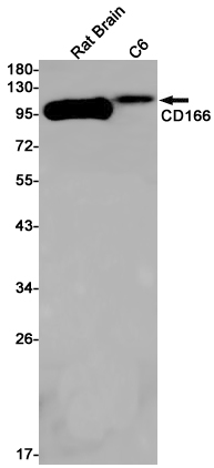 Western blot detection of CD166 in Rat Brain,C6 cell lysates using CD166 Rabbit pAb(1:1000 diluted).Predicted band size:65kDa.Observed band size:105kDa.
