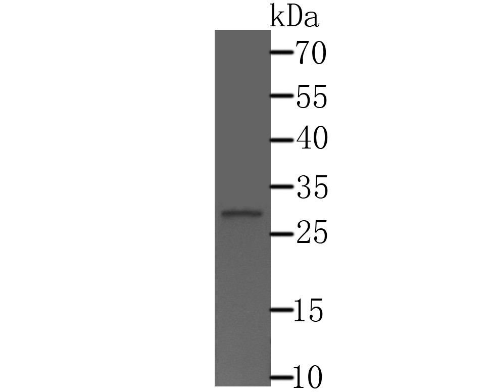 Fig1: Western blot analysis of CTDSPL on HepG2 cell lysate using anti-CTDSPL antibody at 1/500 dilution.