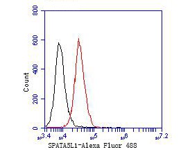 Fig10: Flow cytometric analysis of SPATA5L1 was done on JAR cells. The cells were fixed, permeabilized and stained with the primary antibody ( 1/50) (red). After incubation of the primary antibody at room temperature for an hour, the cells were