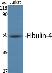 Fig1:; Western Blot analysis of various cells using MNT Polyclonal Antibody cells nucleus extracted by Minute TM Cytoplasmic and Nuclear Fractionation kit (SC-003,Inventbiotech,MN,USA).