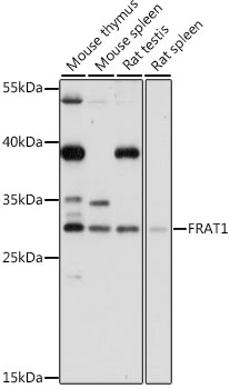 Western blot - FRAT1 Polyclonal Antibody 