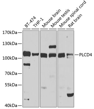 Western blot - PLCD4 Polyclonal Antibody 