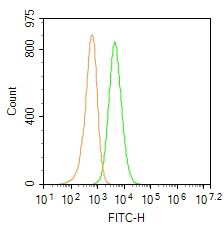 Fig6: Blank control: Molt4.; Primary Antibody (green line): Rabbit Anti-CD45/PTPRC/FITC Conjugated antibody (175318#-FITC); Dilution: 1μg /10^6 cells;; Isotype Control Antibody (orange line): Rabbit IgG-FITC .; Protocol; The cells were fixed with 4% PFA (10min at room temperature)and then permeabilized with 0.1% PBST for 20 min at-20℃. The cells were then incubated in 5% BSA to block non-specific protein-protein interactions for 30 min at room temperature. The cells were stained with Primary Antibody for 30 min at room temperature. Acquisition of 20,000 events was performed.