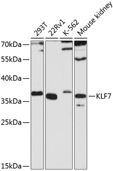 Western blot - KLF7 Polyclonal Antibody 