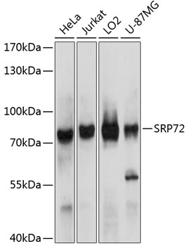 Western blot - SRP72 Polyclonal Antibody 