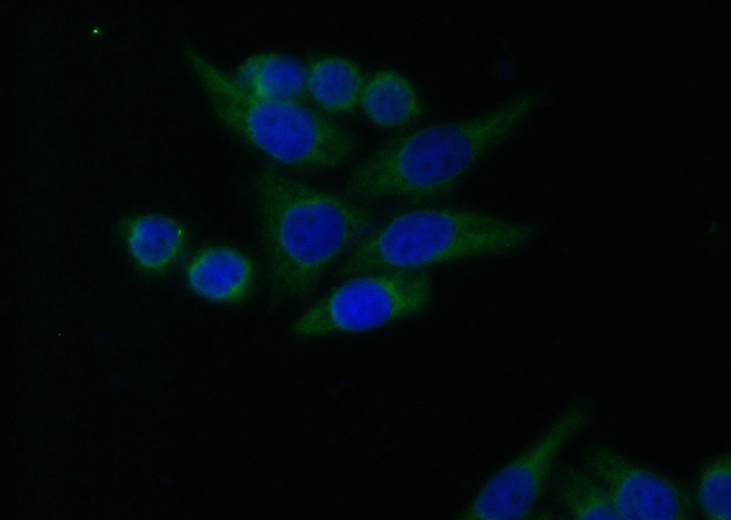 Immunofluorescent analysis of HeLa cells using Catalog No:114587(RB1CC1 Antibody) at dilution of 1:25 and Alexa Fluor 488-congugated AffiniPure Goat Anti-Rabbit IgG(H+L)