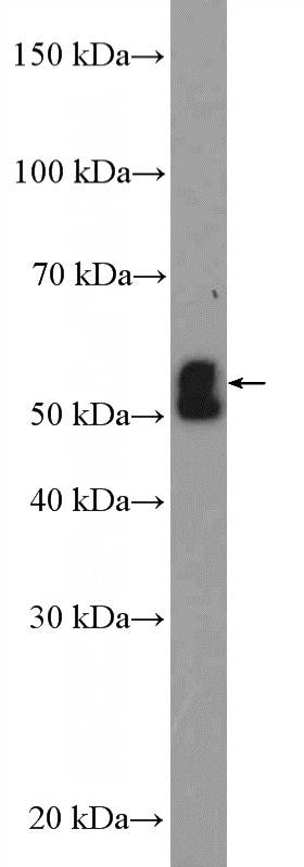 Neuro-2a cells were subjected to SDS PAGE followed by western blot with Catalog No:113390(NSUN6 Antibody) at dilution of 1:1000