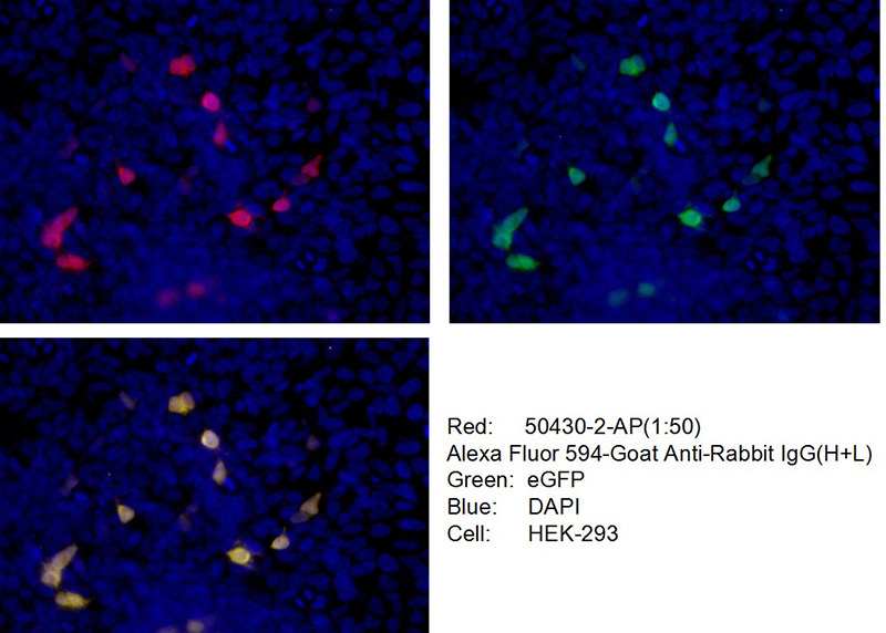 Immunofluorescent analysis of (-20oc Ethanol) fixed Transfected HEK-293 cells using Catalog No:117319(GFP tag Antibody) at dilution of 1:100 and Alexa Fluor 488-congugated AffiniPure Goat Anti-Rabbit IgG(H+L)