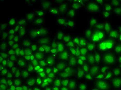 Immunofluorescence - PCGF6 Polyclonal Antibody 
