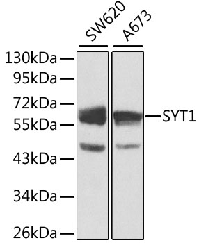 Western blot - SYT1 Polyclonal Antibody 