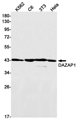Western blot detection of DAZAP1 in K562,C6,3T3,Hela cell lysates using DAZAP1 Rabbit mAb(1:1000 diluted).Predicted band size:43kDa.Observed band size:43kDa.
