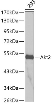 Western blot - Akt2 Polyclonal Antibody 