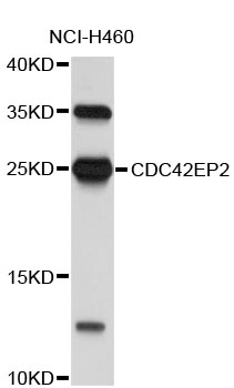 Western blot - CDC42EP2 Polyclonal Antibody 