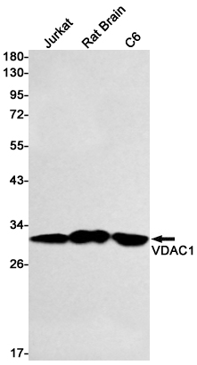 Western blot detection of VDAC1 in Jurkat,Rat Brain,C6 cell lysates using VDAC1 Rabbit pAb(1:1000 diluted).Predicted band size:31kDa.Observed band size:31kDa.