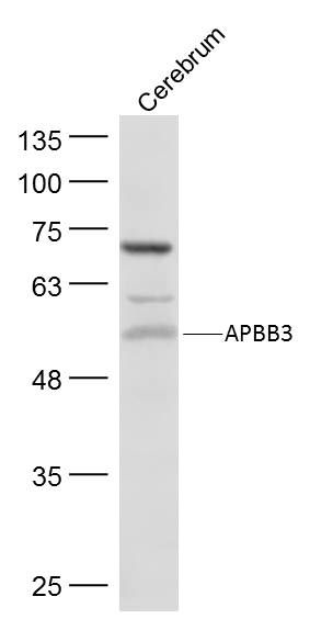 Fig2: Sample:; Cerebrum (Mouse) Lysate at 40 ug; Primary: Anti- APBB3 at 1/300 dilution; Secondary: IRDye800CW Goat Anti-Rabbit IgG at 1/20000 dilution; Predicted band size: 52 kD; Observed band size: 52 kD