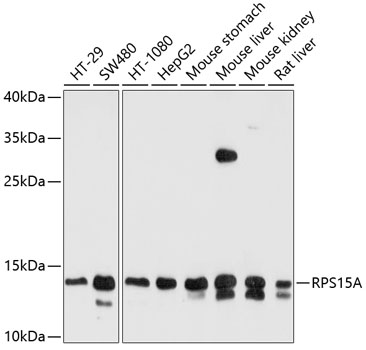 Western blot - RPS15A Polyclonal Antibody 