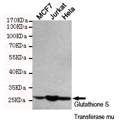 Western blot detection of Glutathione S Transferase mu in MCF7,Jurkat and Hela cell lysates using Glutathione S Transferase mu mouse mAb (dilution 1:1000). Predicted band size:26 Kda. Observed band size: 26KDa.