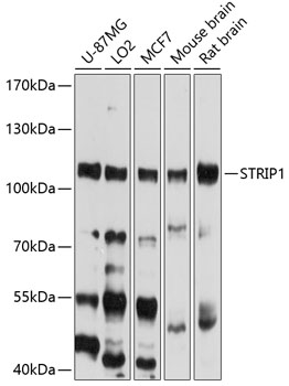 Western blot - STRIP1 Polyclonal Antibody 