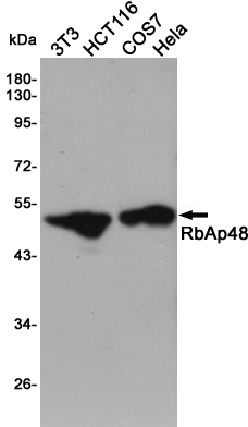 Western blot analysis of extracts from 3T3, HCT116, COS7 and Hela cells using RbAp48 Rabbit pAb at 1:1000 dilution. Predicted band size: 48kDa. Observed band size: 48kDa.