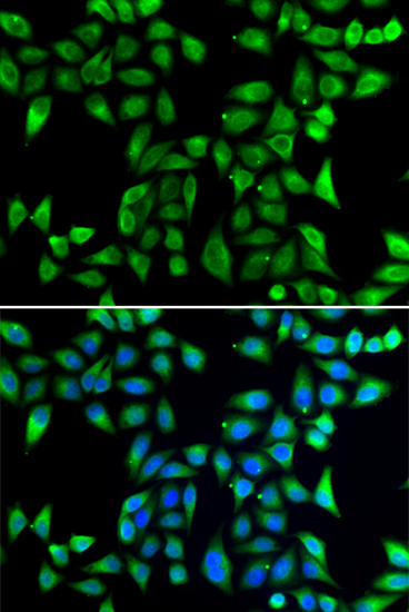 Immunofluorescence - DNAJA3 Polyclonal Antibody 