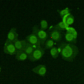 Immunocytochemistry staining of HeLa cells fixed with 4% Paraformaldehyde and using Ku70 mouse mAb (dilution 1:200).