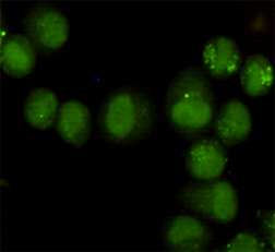 Immunocytochemistry staining of HeLa cells fixed with 4% Paraformaldehyde and using GTF2H1 mouse mAb (dilution 1:50).
