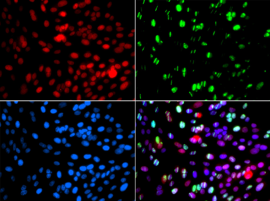 Immunofluorescence - POLD3 Polyclonal Antibody 