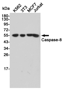 Western blot detection of Caspase-8 in K562,3T3,MCF7 and Jurkat cell lysates using Caspase-8 mouse mAb (1:2000 diluted).Predicted band size:57kDa.Observed band size:57kDa.