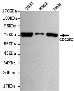 Western blot detection of Cdc25C in 293T,Hela and K562 cell lysates using Cdc25C mouse mAb (1:500 diluted).Predicted band size:60/75KDa.Observed band size:75KDa.