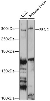 Western blot - FBN2 Polyclonal Antibody 