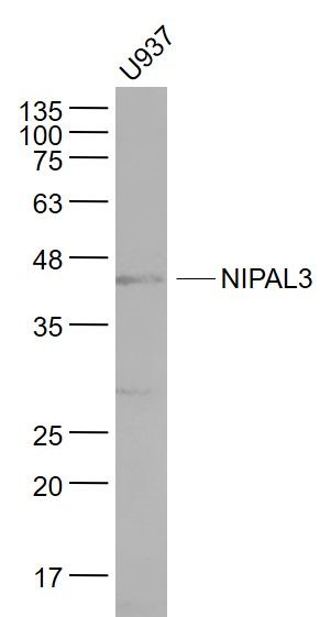 Fig1: Sample:; U937(Human) Cell Lysate at 30 ug; Primary: Anti- NIPAL3 at 1/1000 dilution; Secondary: IRDye800CW Goat Anti-Rabbit IgG at 1/20000 dilution; Predicted band size: 45 kD; Observed band size: 45 kD