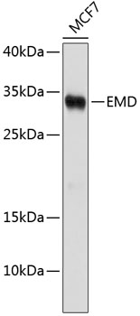 Western blot - EMD Polyclonal Antibody 
