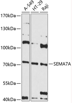 Western blot - SEMA7A Polyclonal Antibody 