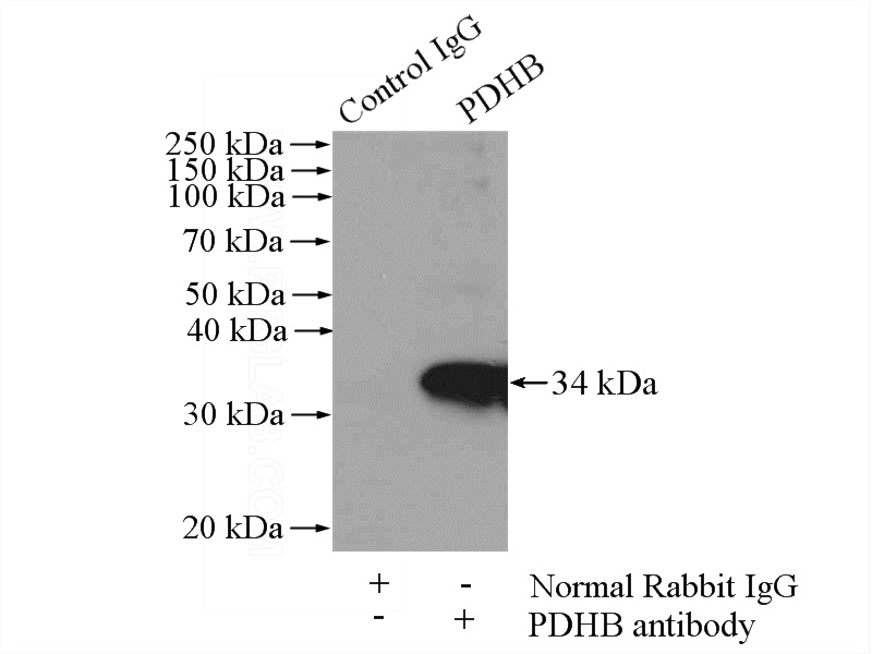 IP Result of anti-PDHB (IP:Catalog No:113679, 4ug; Detection:Catalog No:113679 1:300) with mouse heart tissue lysate 4000ug.