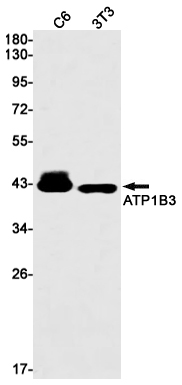 Western blot detection of ATP1B3 in C6,3T3 cell lysates using ATP1B3 Rabbit mAb(1:1000 diluted).Predicted band size:32kDa.Observed band size:40kDa.