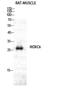Fig1:; Western Blot analysis of RAT-MUSCLE cells using Hox-C6 Polyclonal Antibody diluted at 1: 2000 cells nucleus extracted by Minute TM Cytoplasmic and Nuclear Fractionation kit (SC-003,Inventbiotech,MN,USA).