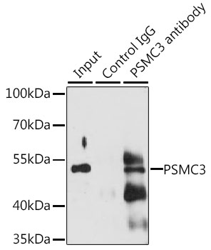 Immunoprecipitation - PSMC3 Polyclonal Antibody 