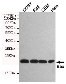 Western blot detection of Bax in COS7,Raji,CEM and Hela cell lysates using Bax mouse mAb (1:1000 diluted). Predicted band size:20KDa. Observed band size:20KDa.
